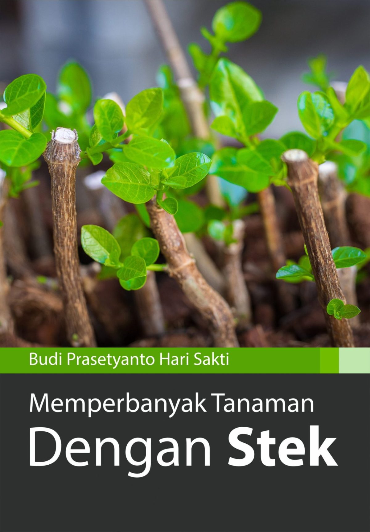Memperbanyak Tanaman dengan Stek